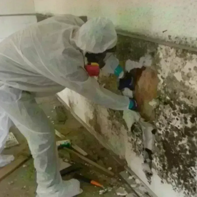 Mold Remediation and Removal in Lutherville, MD